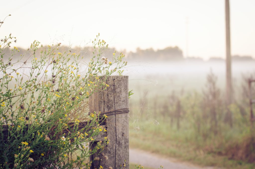 Yellow petaled flowers beside a brown gate on a misty morning as you pray a prayer for spiritual refreshment.