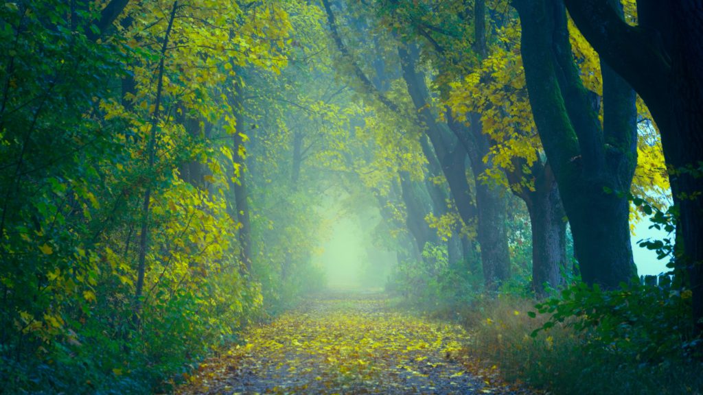A leaf-strewn, tree-lined path on a misty morning where one can pray a morning prayer about friendship.