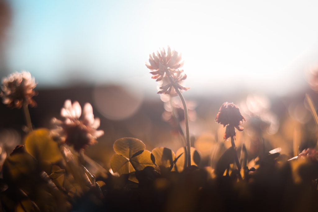 Small plants shine in the morning sun as a reminder to pray a prayer for a new week.