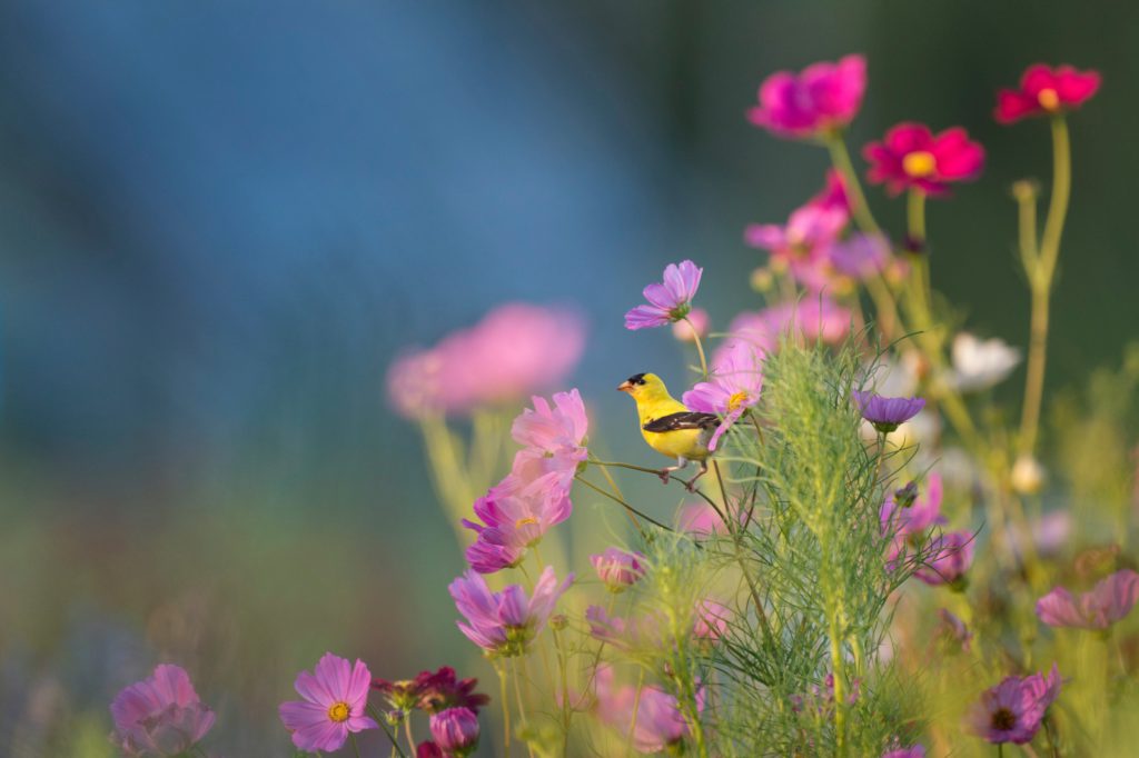 A yellow bird in a field of pink flowers reminds us of God's magnificent presence.