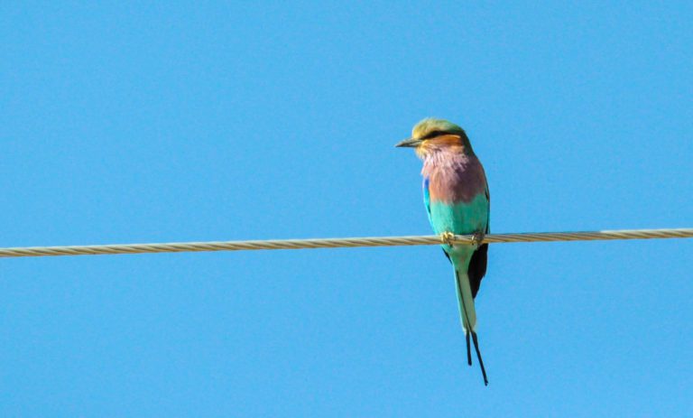 A colorful bird on a wire under a bright blue sky reminds us to listen more and talk less.