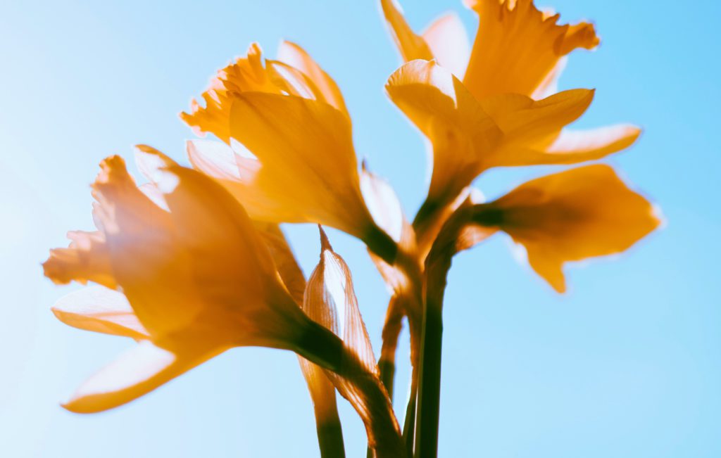 An orange lily open in the bright morning sun just like we can have renewed sight in the light of Jesus.