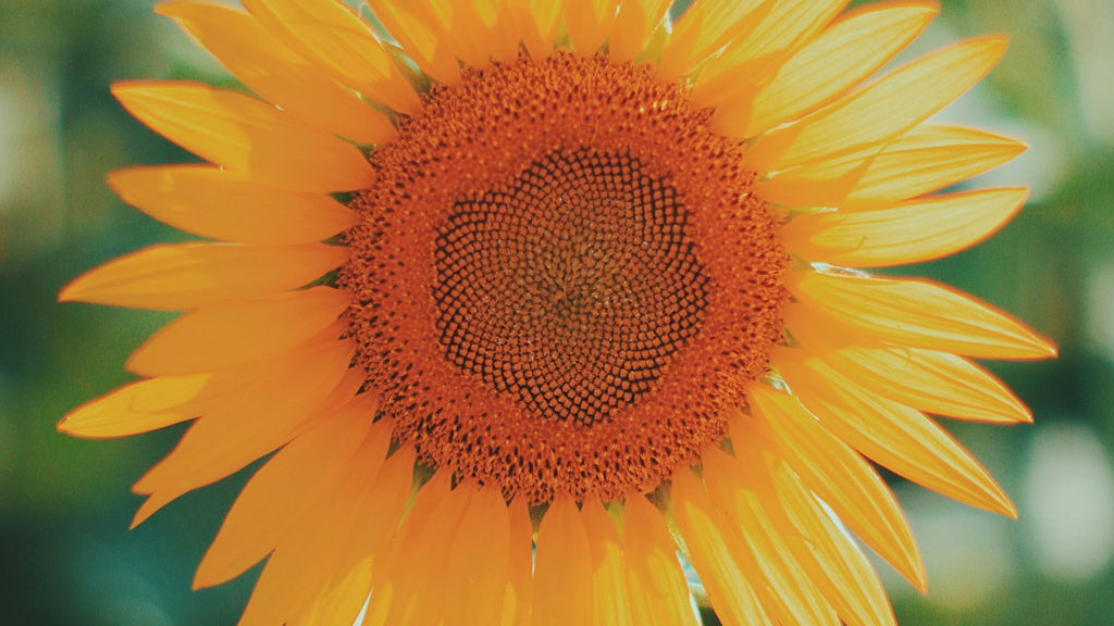 A bright yellow sunflower shows us it's a time to dance.