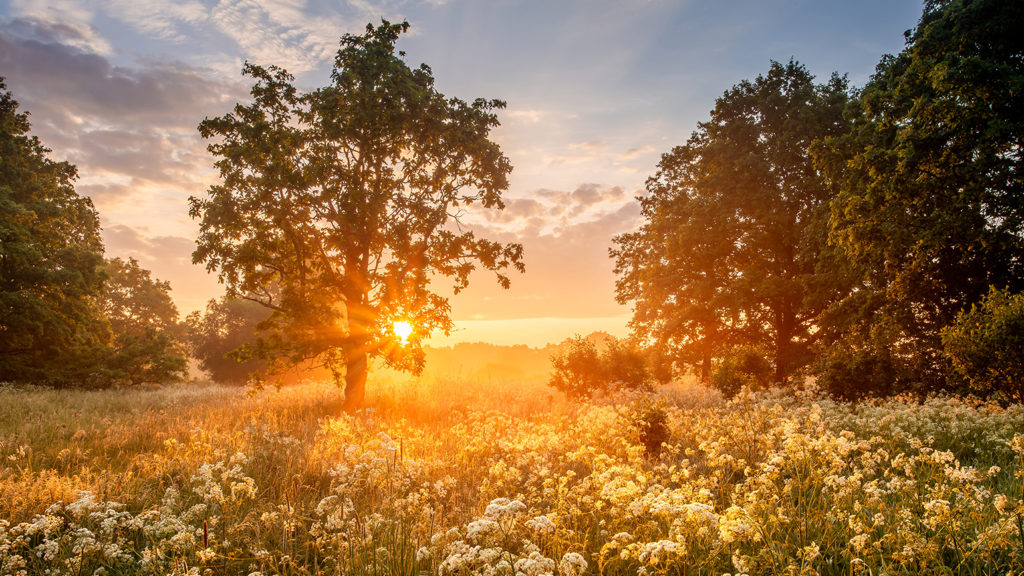 Royalty-Free Stock Photo: Sunlight shining on trees depicting a harmonious life.