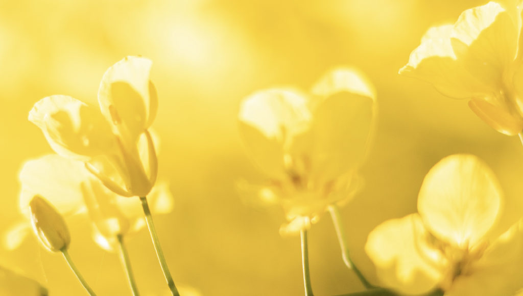 Bright yellow flowers living their happiest life.