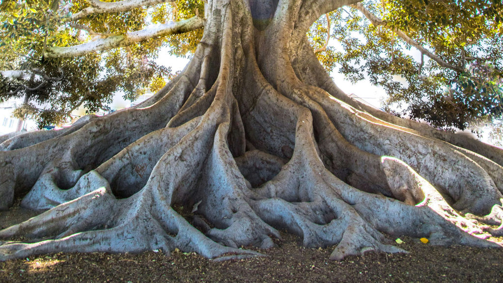 A tree benefits from being grafted in to a tree with strong roots.