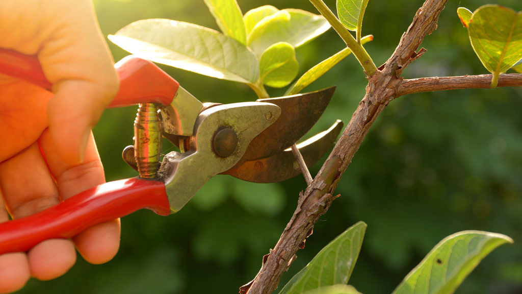 Royalty-free stock image: Close-up of a gardener's hand pruning a plant; Getty Images