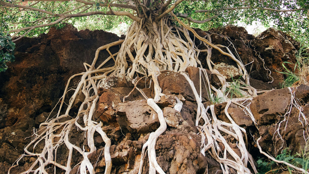 Roots grow deeply into the soil as this tree experiences a root awakening.