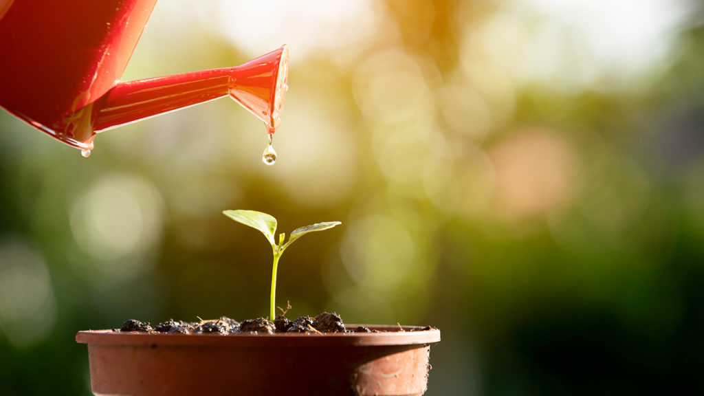 Royalty-Free Stock Photo: A pot watering a plant symbolizing how to water your soul.