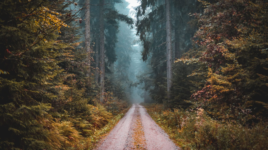 A dirt path through a forest of tall trees shows why we need faith over fear to follow God.